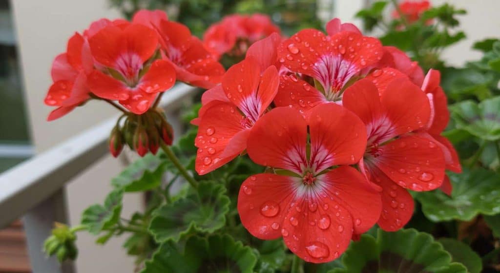 Elle glisse un cachet d'aspirine dans l'eau de ses géraniums, le résultat est spectaculaire