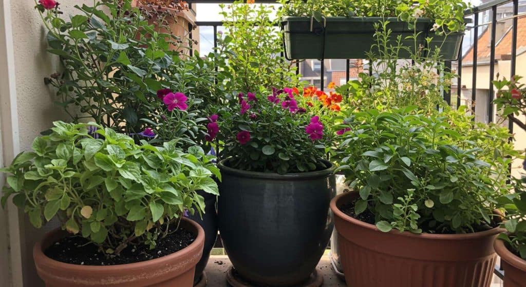 La terre de vos jardinières sèche en 2 heures ? L'ingrédient secret à mélanger au terreau