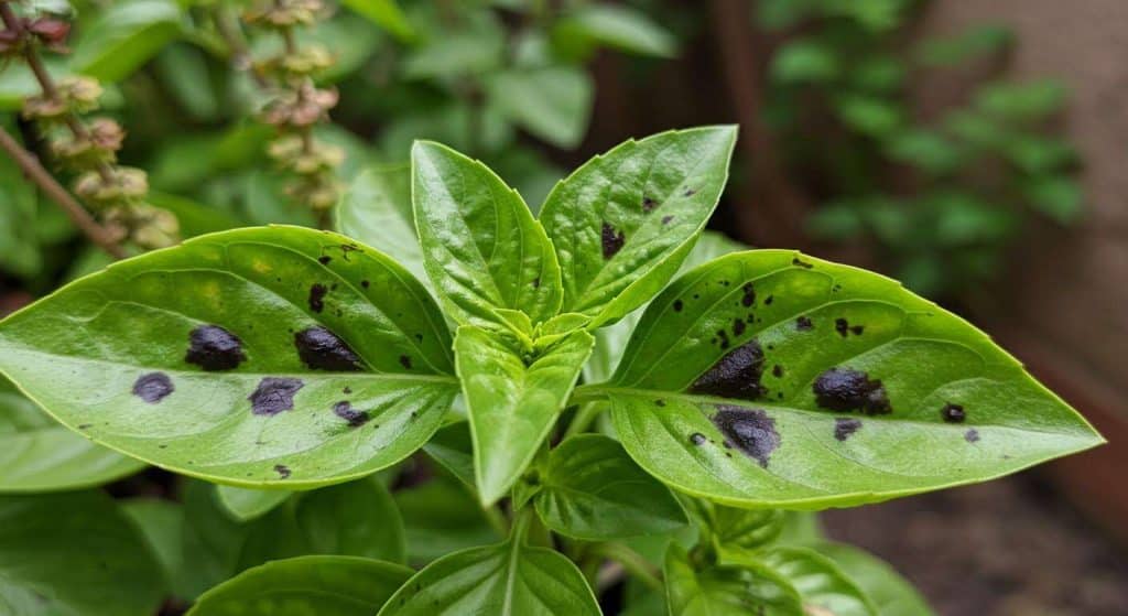 Mon basilic a des taches noires, que faire ? Ce n'est pas forcément une maladie