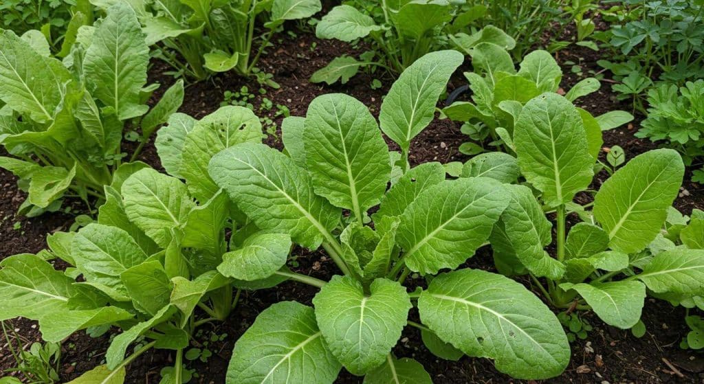 Ce légume-feuille oublié se sème maintenant et résiste aux premières gelées