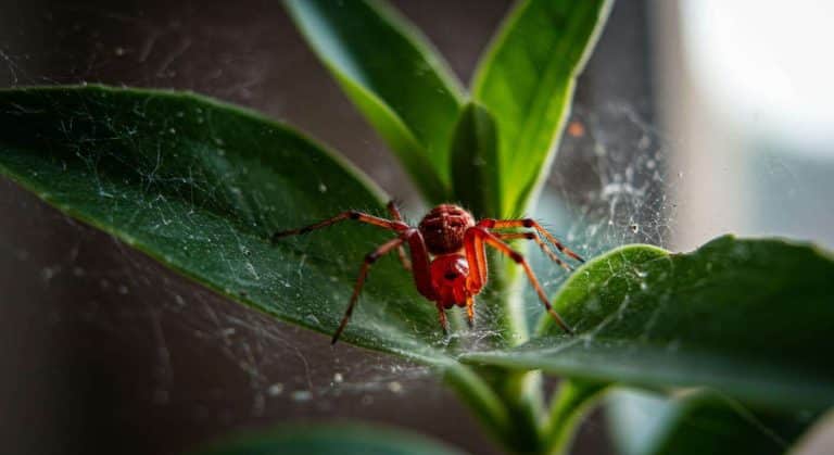 Comment se débarrasser des araignées rouges qui tissent des toiles sur ...