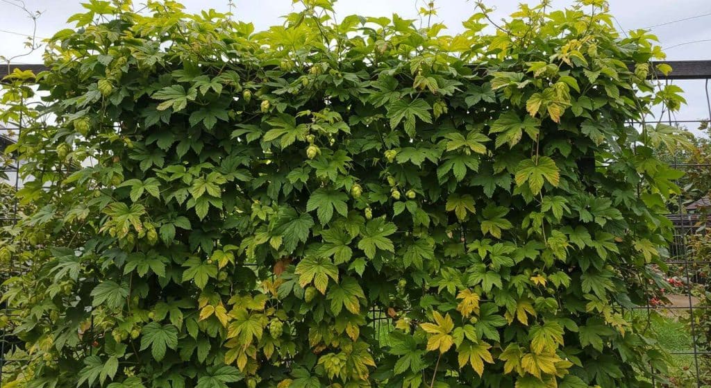 Cette plante grimpante pousse de 3 mètres en un été et ne demande aucun soin, parfaite pour cacher un vis-à-vis (le houblon doré)
