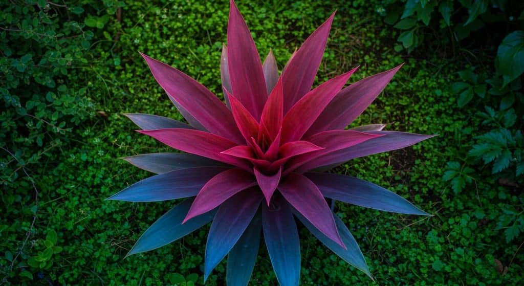 La plante "magique" qui change de couleur en fonction de l'acidité du sol