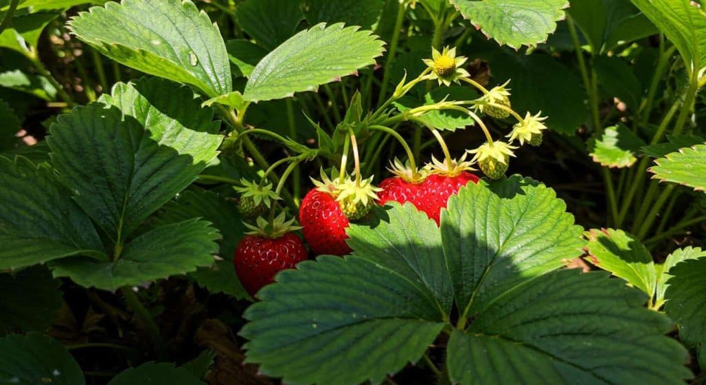 Vos pieds de fraisiers sont moches en août : c'est normal, et voici le nettoyage indispensable pour une récolte XXL l'an prochain