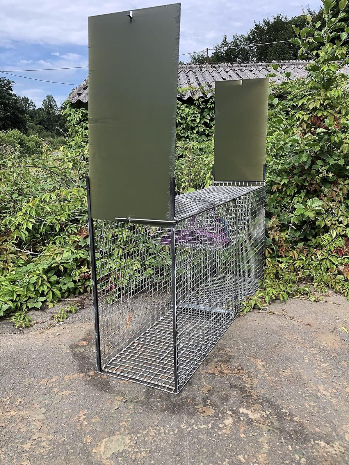 Test du piège cage pour renards et blaireaux