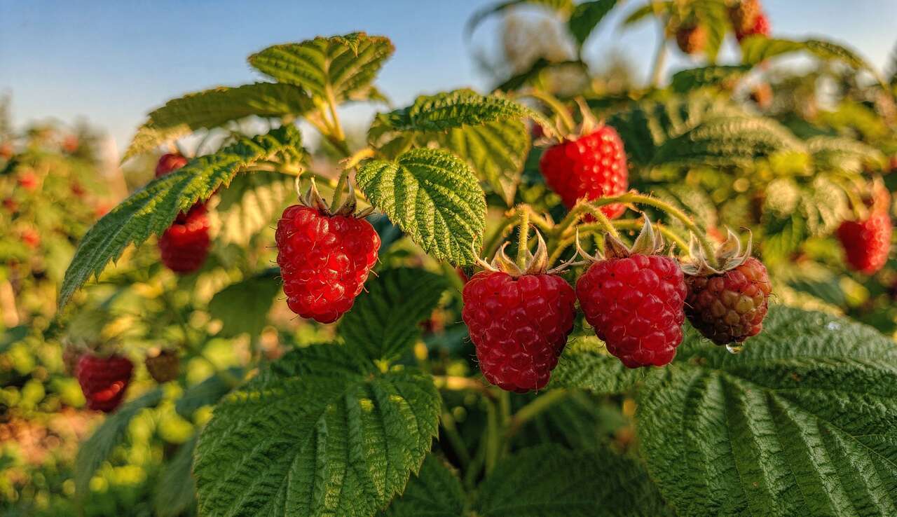 Planter les framboisiers